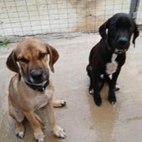 Mimika - einfach dankbar, Hündin zur Adoption