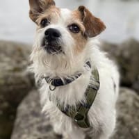 OSCAR-SANFTER CHARAKTER, Hund zur Adoption