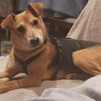 Mirika ist eine freundliche Hündin 🐾, Hündin zur Adoption