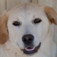 Poopi - unser Rohdiamant, Hündin zur Adoption