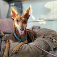 Nelly - Podenco Orito Hündin sucht, Hündin zur Adoption