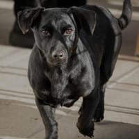 Jung gebliebene Seniorin sucht, Hündin zur Adoption