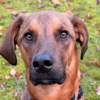 Notfall LASKOin 22559 Hamburg!, Hund zur Adoption