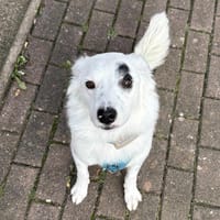 Kuscheliger Charlie sucht aktives Heim, Hund zur Adoption