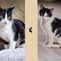 Enya u. Eleni, Katze zur Adoption