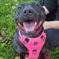 MS CHOCOLATE - ich bin das Powergirl, Hündin zur Adoption