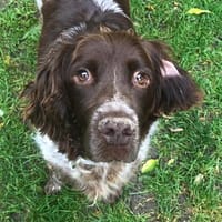 Bella  Zukunft pfötchenringend gesucht, Hündin zur Adoption