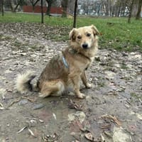 Toffik sucht sein liebevolles Zuhause, Hund zur Adoption