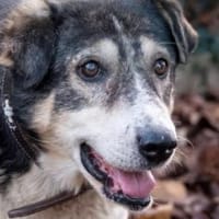 Moshu 50 cm (Pflegestelle), Hund zur Adoption