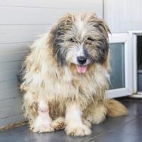WUSCHEL sucht einfühlsames Zuhause!, Hund zur Adoption