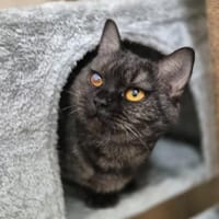 Yala, Katze zur Adoption