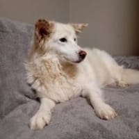 Flocke  55 cm (Pflegestelle), Hündin zur Adoption