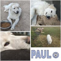 PAUL -ausgeglichener Maremmano Rüde, Hund zur Adoption
