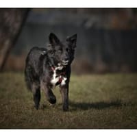 Anki - wartet in 57632 Ziegenhain, Hündin zur Adoption