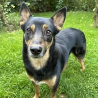 Schüchterner Henry, Hund zur Adoption