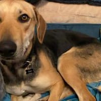 Ella -zur Pflege in 27798 Hude-, Hündin zur Adoption