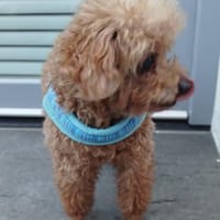 Pino sucht ein Zuhause, Hund zur Adoption