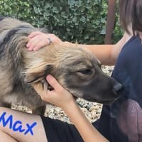Max sucht ein Zuhause, Hund zur Adoption