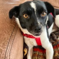 Junge Hündin Fifi sucht ein Zuhause, Hündin zur Adoption