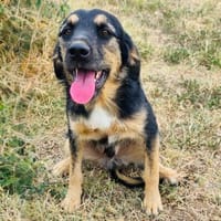 Nicho ein verschmuster Rüde, Hund zur Adoption