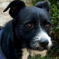 Chiclete - muss noch erzogen werden, Hund zur Adoption