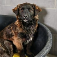 💕Jenny💕sucht ihre Familie💖🐾, Hündin zur Adoption