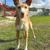 Biscuit - lass mich nicht allein, Hund zur Adoption