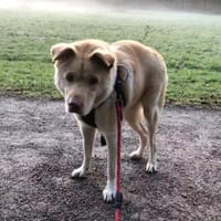 FUNNY, w., kastr., Mischling, 15 kg, Hündin zur Adoption