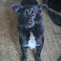 Elly  ein kleiner Schatz, Hündin zur Adoption