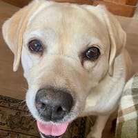 Chloe-Pummelfee sucht neues Zuhause, Hündin zur Adoption