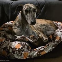 Rubi, Traumhündin, Hündin zur Adoption