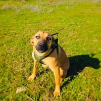 Kati ein super liebes Mädchen, Hündin zur Adoption