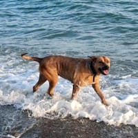 DORI-SUCHT IHR GLÜCK, Hündin zur Adoption