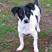 Fity ist ein lebensfroher Welpe, Hund zur Adoption