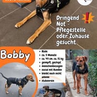 💙Bobby💙sucht seine Familie, Hund zur Adoption