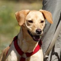 Princess- su. hundeerfahrene Menschen, Hündin zur Adoption