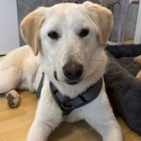 💙 Nicky 💙 sucht ein neues Zuhause! 💙, Hund zur Adoption