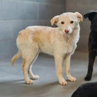 💙Aladin💙 sucht ein schönes Zuhause, Hund zur Adoption