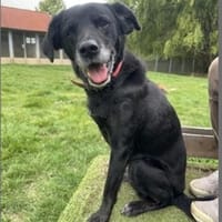 Fitte Seniorin auf 3 Beinen, Hündin zur Adoption