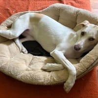 Nancy sucht ein Zuhause von D aus, Hündin zur Adoption