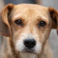 Ein Naturbursche sucht seine Menschen 🙃, Hund zur Adoption