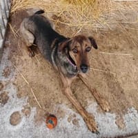 Wer schenkt Szeder ein neues Leben, Hündin zur Adoption