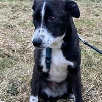 🍀 Rosalie  klein, sanft und voller Lie, Hündin zur Adoption