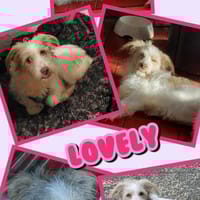 Traumhündin Lovely auf PS 91286, Hündin zur Adoption