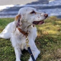 Liana, jetzt Molly-verliert ihr Zuhause, Hündin zur Adoption