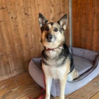 Cora, Hündin zur Adoption