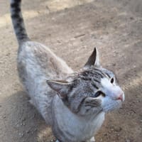 Hübscher Kater Manolo, Kater zur Adoption