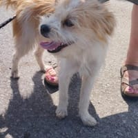 Idefix- kleiner Wirbelwind, Hund zur Adoption