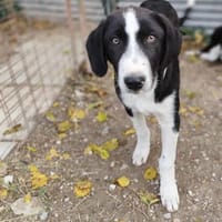 Rex wartet auf eine Familie, Hund zur Adoption