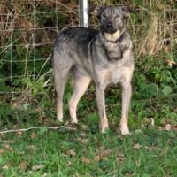 Schüchterner Dante sucht seinen Menschen, Hund zur Adoption